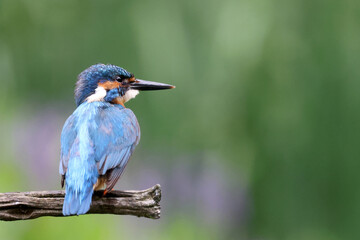 Fototapeta premium The common kingfisher, Alcedo atthis, also known as the Eurasian kingfisher and river kingfisher