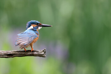 The common kingfisher, Alcedo atthis, also known as the Eurasian kingfisher and river kingfisher