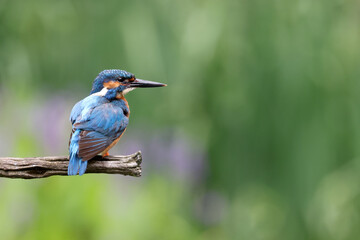 The common kingfisher, Alcedo atthis, also known as the Eurasian kingfisher and river kingfisher