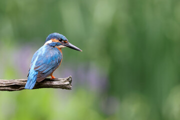 The common kingfisher, Alcedo atthis, also known as the Eurasian kingfisher and river kingfisher