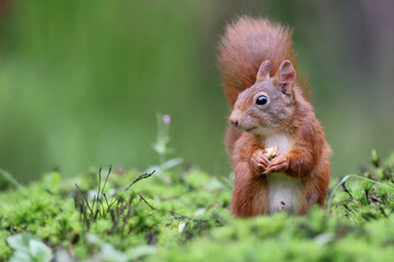 Naklejka na ściany i meble Cute Eurasian red squirrel in the forest, sciurus vulgaris