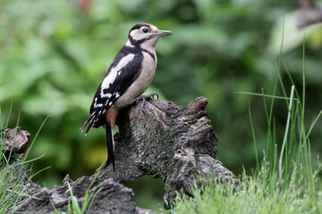 Closeup of a Great spotted woodpecker (Dendrocopos major) sitting on tree