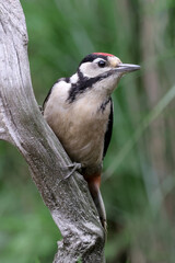 Closeup of a Great spotted woodpecker (Dendrocopos major) sitting on tree