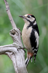 Obraz premium Closeup of a Great spotted woodpecker (Dendrocopos major) sitting on tree
