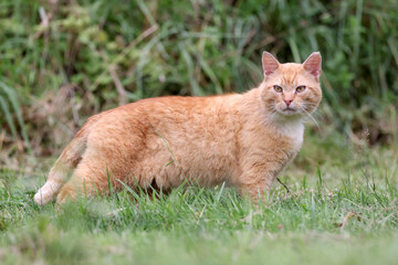 Naklejka na ściany i meble Red cat in green grass