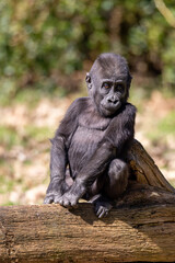 Close up shot of western lowland gorilla, Gorilla Gorilla Gorilla