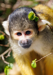 Obraz premium Squirrel monkey (Saimiri) portrait close-up view