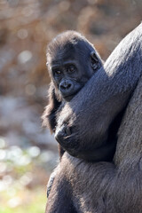 Fototapeta premium Close up shot of western lowland gorilla, Gorilla Gorilla Gorilla