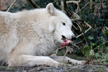 Fototapeta premium Hudson Bay Wolf (Canis lupus hudsonicus) eating a rat