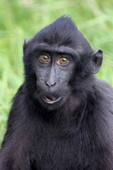 Close up shot of a crested macaque, Macaca Nigra