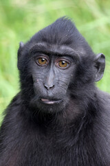 Close up shot of a crested macaque, Macaca Nigra