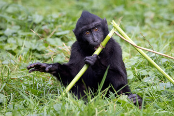 Close up shot of a crested macaque, Macaca Nigra