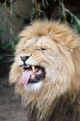 Close up portrait of a male lion, Panthera Leo, with Flehmen response