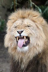 Close up portrait of a male lion, Panthera Leo, with Flehmen response