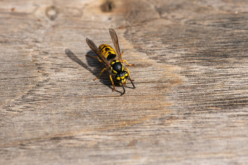 Vespula germanica - German Wasp - Guêpe européenne - Guêpe germanique