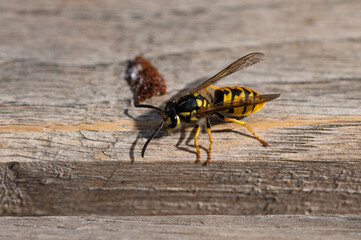 Vespula germanica - German Wasp - Guêpe européenne - Guêpe germanique