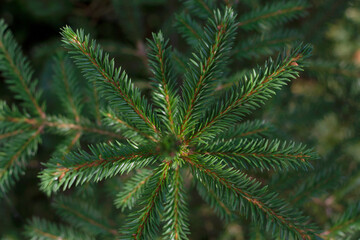 top view close up of young fir tree as a nature background