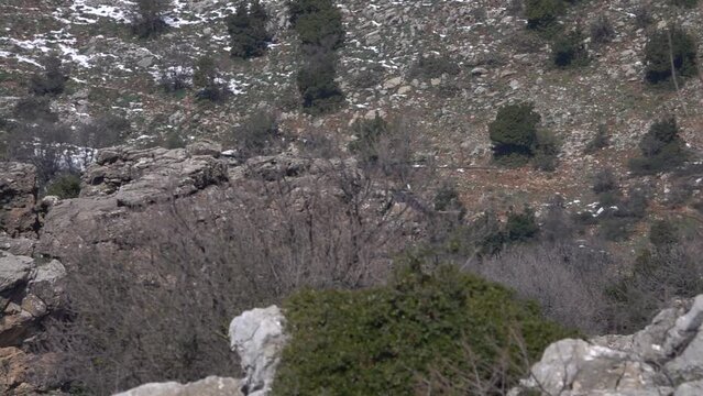 Large army helicopter flying with view from behind bush and rocks 
Israeli force in Action, Israel,golan Heights,February,16,2022, Slow motion shot
