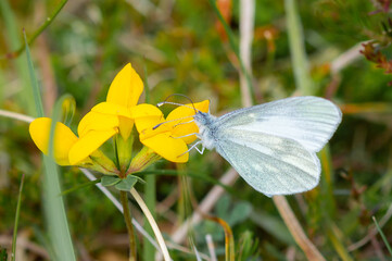 Cryptic Wood White butterfly feeding from Bird's-foot-trefoil