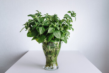 Bunch of green mint. Fresh bouquet in transparent glass vase on light table at home. Plants for tea and beauty. Soft Selective focus