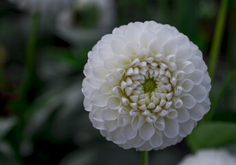 dahlia blooms in a sunny autumn day in the garden