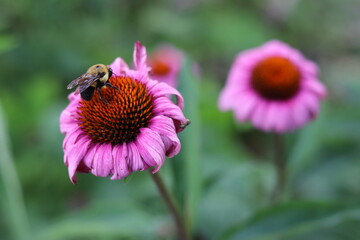 bee on a flower
