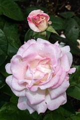 Flowers of ‘Pink Promise’ Rose