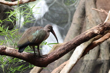 crowned night heron