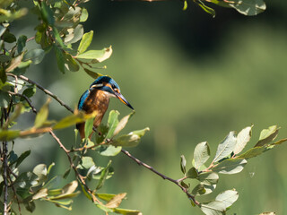 Kingfisher siting in a tree fishing