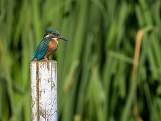 Kingfisher siting on a post fishing