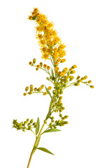 European goldenrod flowers