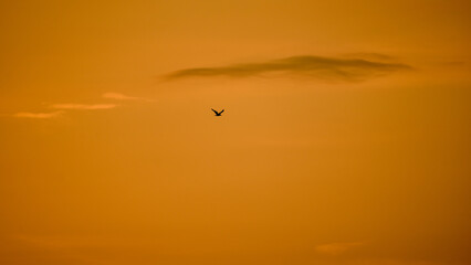 minimalistic shot of a gull in the evening sky