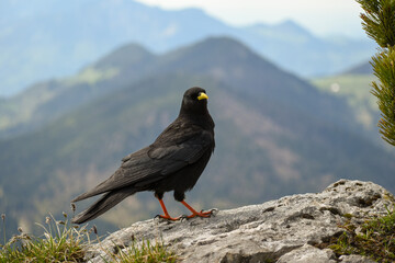 Alpine chough (Pyrrhocorax graculus), in the bavarian alps