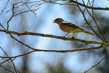 male common chaffinch (Fringilla coelebs) in the forest