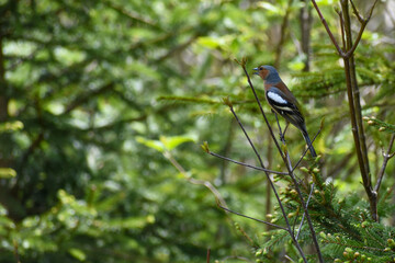 male common chaffinch (Fringilla coelebs) in the forest