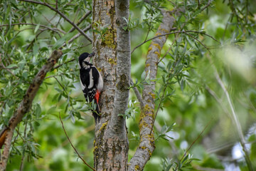 great spotted woodpecker (Dendrocopos major) in the forest in Bavaria