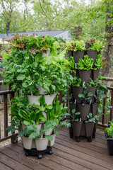 Vertical tower garden filled with spring cool season crops of fresh vegetables and herbs on a backyard deck in the suburbs. Includes lettuce, arugula, kale, parsley, cilantro and cabbage.