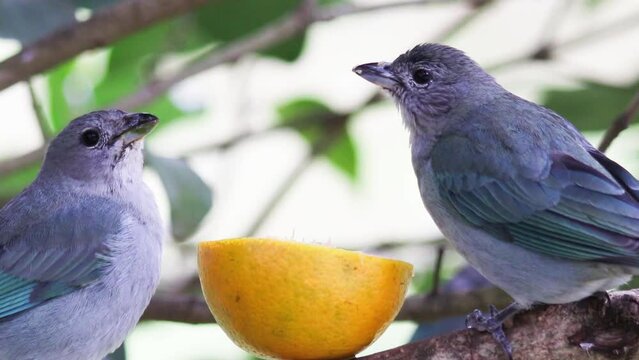 Sayaca Tanager bird (Thraupis sayaca) eating orange.