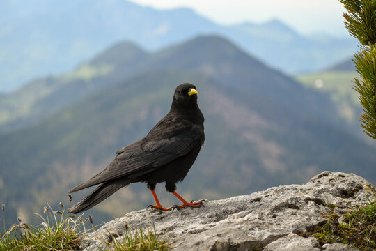 Alpine chough (Pyrrhocorax graculus), in the bavarian alps