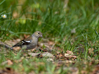 female common chaffinch (Fringilla coelebs) in the wild