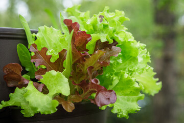 Close up of a mesclun mix of red and green lettuces in a pocket of a vertical tower container garden on a backyard deck in the suburbs