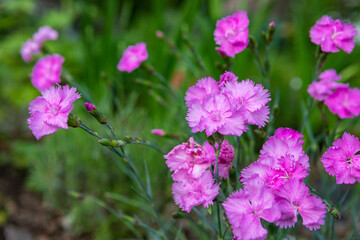 Pink dianthus flowers growing in a spring home garden