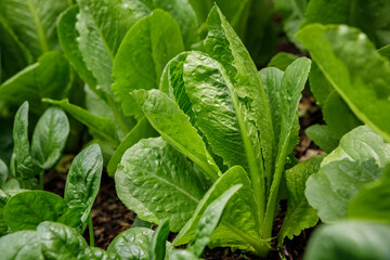 Fresh heads of Romaine leafy green lettuce growing in an organic backyard home garden in spring