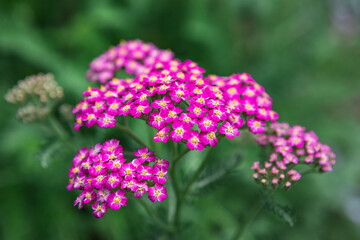 Obraz premium Pink 'Summer Berries' perennial yarrow plant in bloom in spring in a home garden