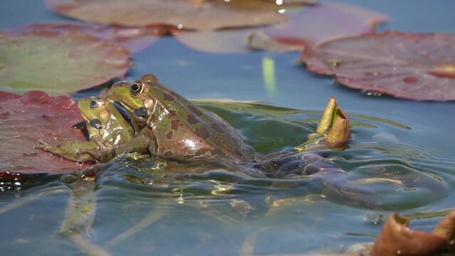 Frogs mating in pond with lily pads in water

Jerusalem wildlife nature, 2022
