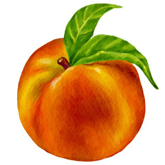 Juicy peach, nectarine.Watercolor illustration of a ripe fruit.