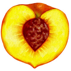 Slice of ripe watercolor peach, nectarine.Watercolor illustration of ripe fruit.
