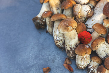 Autumn fall composition. Raw edible mushrooms Penny Bun on dark black stone shale background. Ceps over gray table. Cooking delicious organic mushroom gourmet food. Flat lay top view