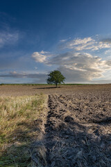 Fototapeta na wymiar A lonely tree among farmer's fields after the harvest, rural landscape of south-eastern Poland, rural landscape of south-eastern Poland, minimalist photography, County Podkarpackie, Poland