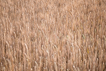 Closeup barley growing on field focused on tips of ears with dark bristles by tilt of sharpness plane creating in whole view structure background seamless wallpaper